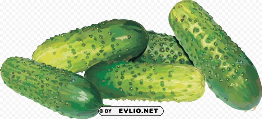 cucumber PNG for educational projects clipart png photo - 9e8e4a6e