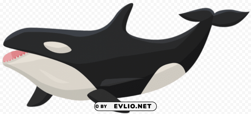 orca PNG transparent designs