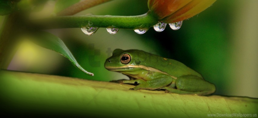 drops frog plant wallpaper PNG images free