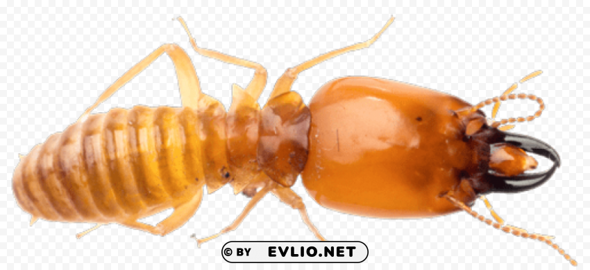 termite Free PNG download no background