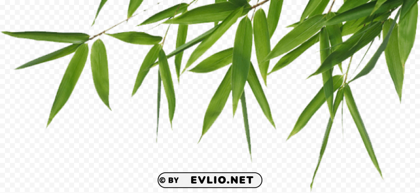 bamboo free PNG Graphic Isolated on Clear Backdrop