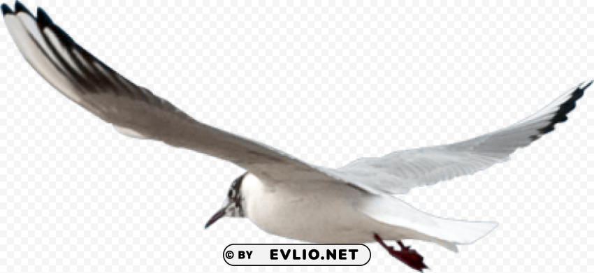 gull Isolated Graphic Element in Transparent PNG