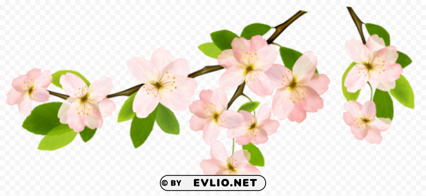 spring branchpicture PNG high resolution free