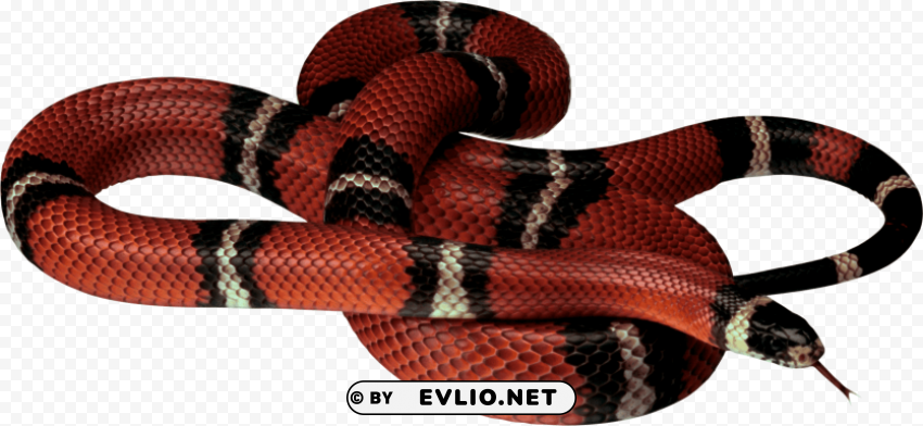 red black snake PNG icons with transparency png images background - Image ID 38f54fa1