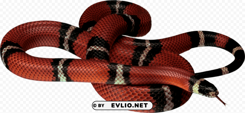 red white black snake Clear PNG pictures package
