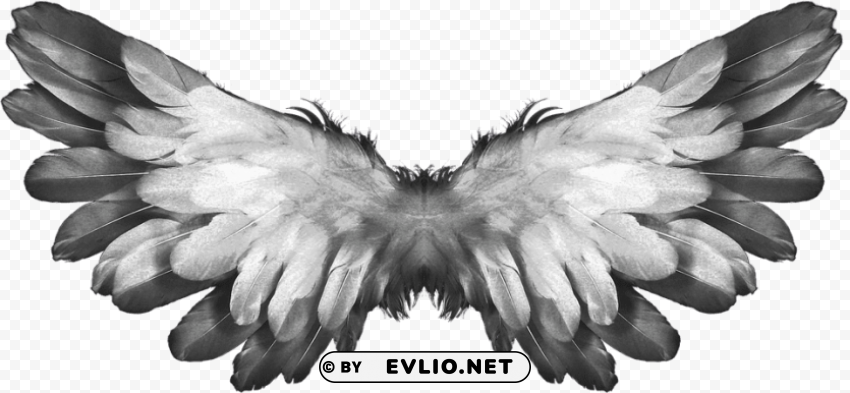 angel wings feathers PNG with no background free download