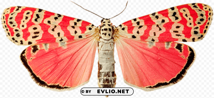 pink dots butterfly PNG images with cutout