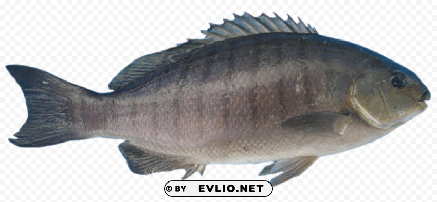 fish Transparent PNG images for digital art