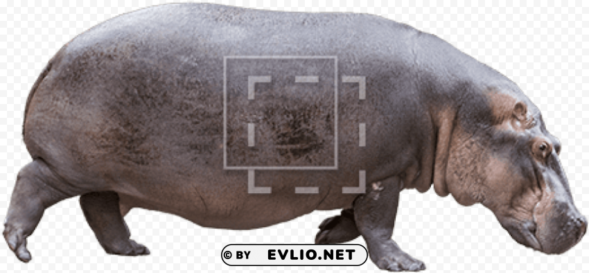 hippo face side view Transparent Background PNG Isolated Design PNG transparent with Clear Background ID 7cf3b777