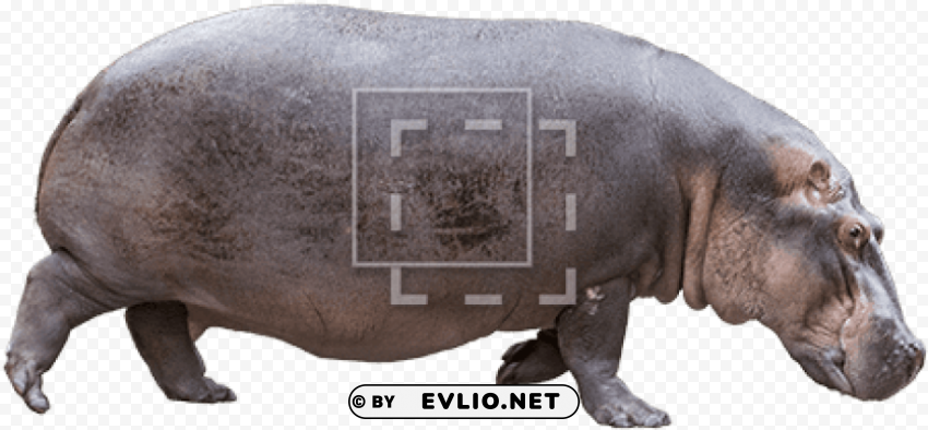 Hippo Face Side View Transparent Background PNG Isolated Design