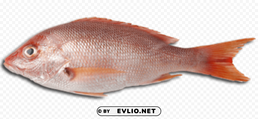 fish meat Transparent PNG images for printing