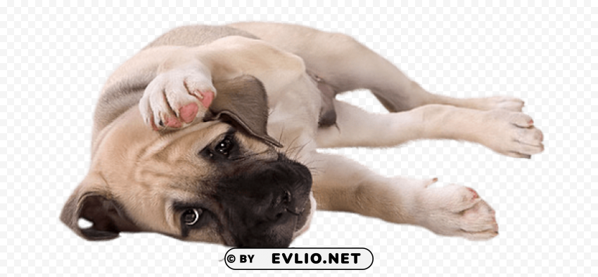 little dog PNG Image with Clear Isolation clipart png photo - 4ea0a436