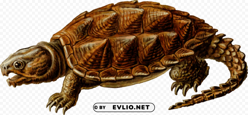 prehistoric turtle Isolated Subject with Transparent PNG