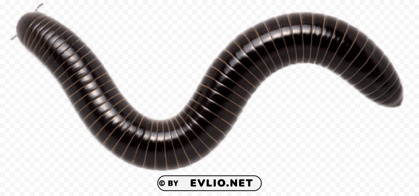 giant scrub millipede Isolated Design Element in PNG Format