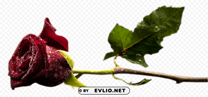 red rose bud with dew Clean Background Isolated PNG Graphic