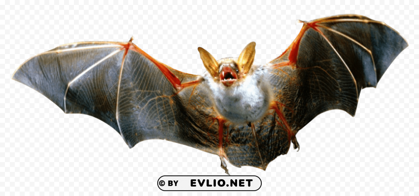 Camouflaged Bat - High-Quality Images - Image ID a9b1ff61 Isolated Design Element on PNG