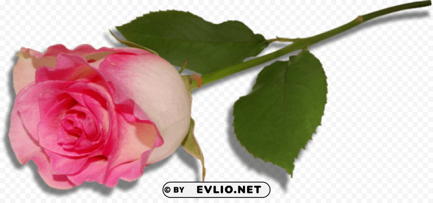 large pink rose Clean Background Isolated PNG Illustration