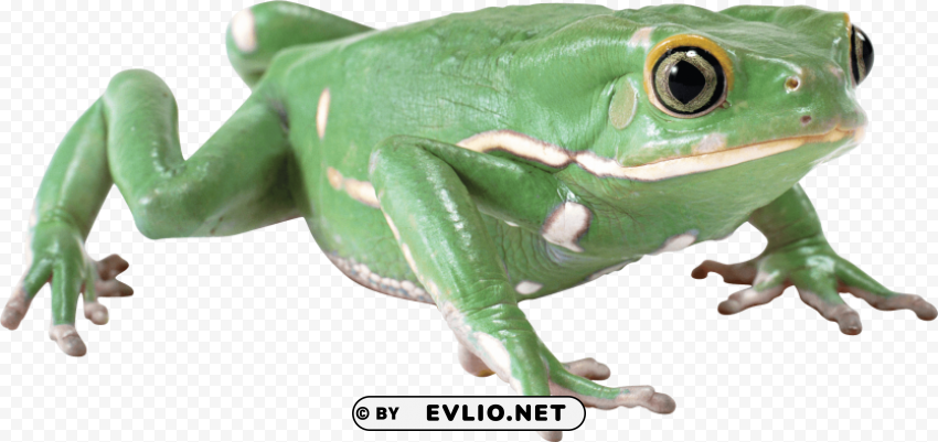 almost flat frog Isolated Character on Transparent PNG