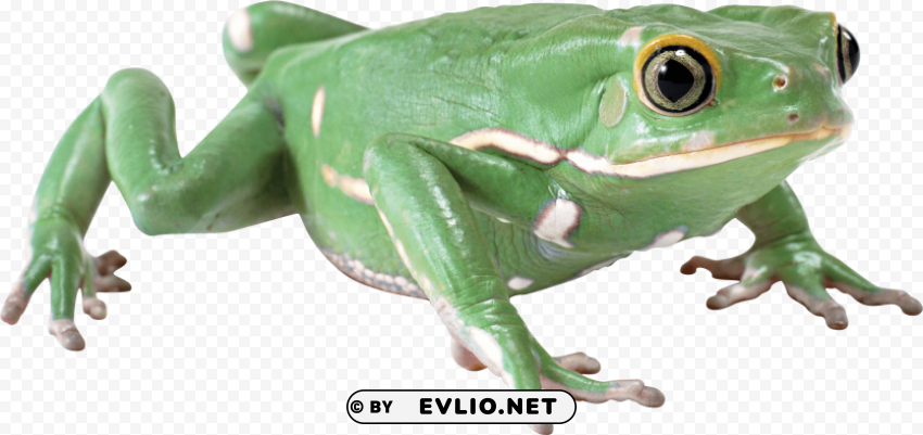 frog Isolated Item with Clear Background PNG