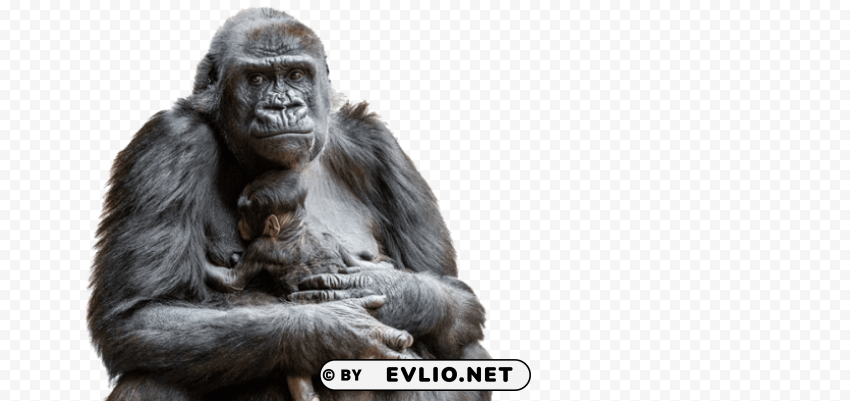 gorilla s Free PNG images with transparent layers diverse compilation