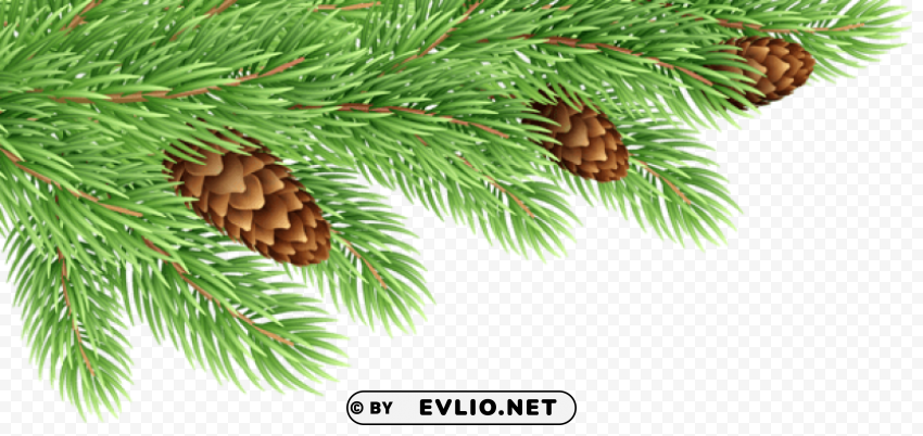 pine branches decor transparent Isolated Graphic on Clear PNG