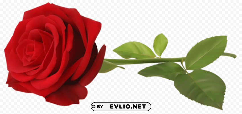 red rose with stem transparent PNG Graphic Isolated with Clarity