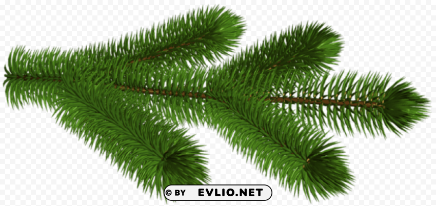  pine branch 3dpicture Isolated Item on Transparent PNG