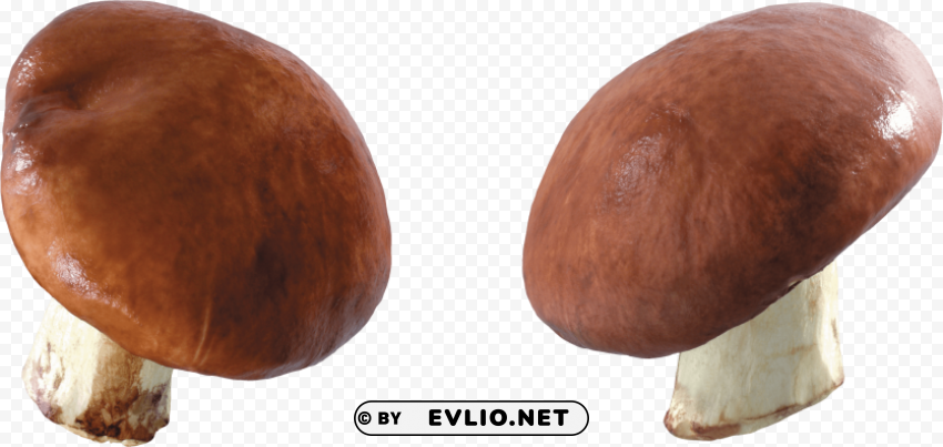 mushrooms Isolated Element on Transparent PNG