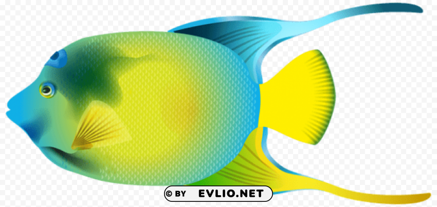 queen angelfish PNG transparent elements package