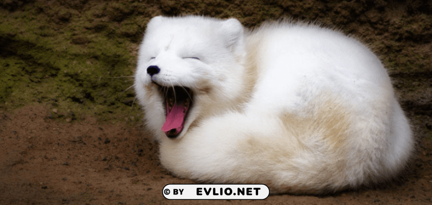 arctic fox cute s Free PNG images with transparent layers compilation