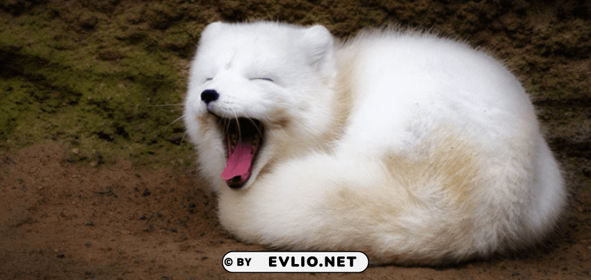 Arctic Fox Cute S Free PNG Images With Transparent Layers Compilation