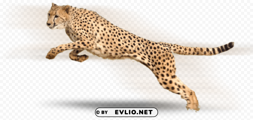 cheetah PNG files with no royalties