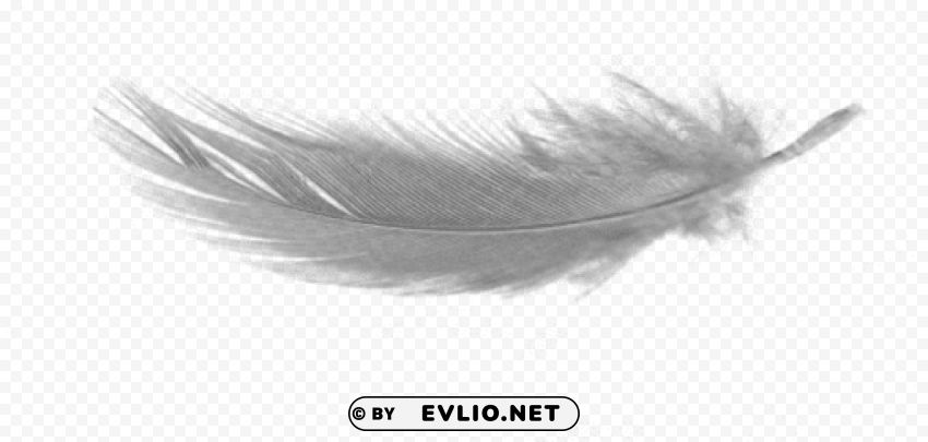 white feather download no background PNG Image Isolated with Clear Transparency