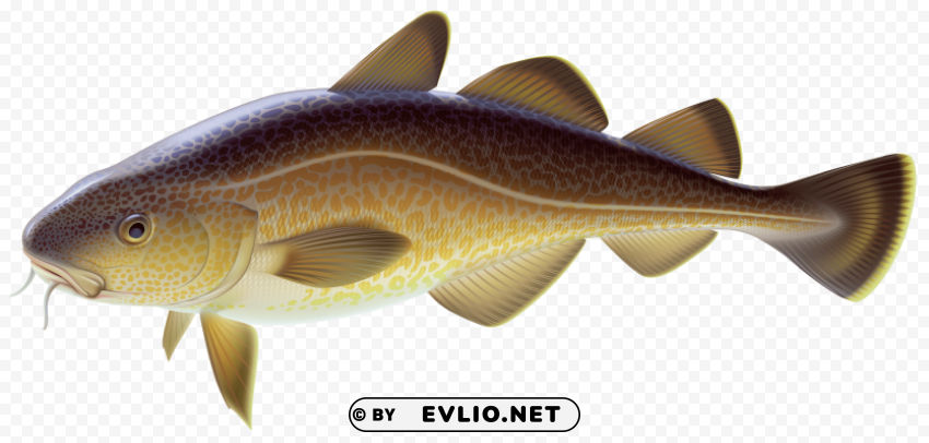 Carp Fish PNG Without Background