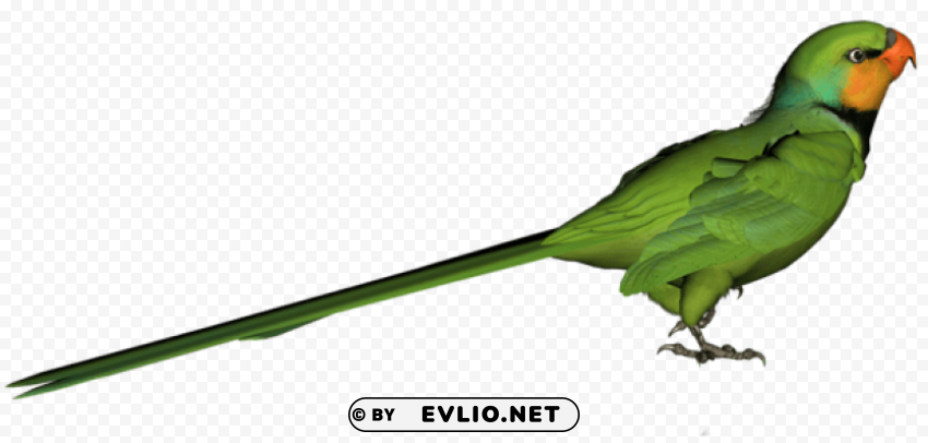 green parrotpicture ClearCut PNG Isolated Graphic