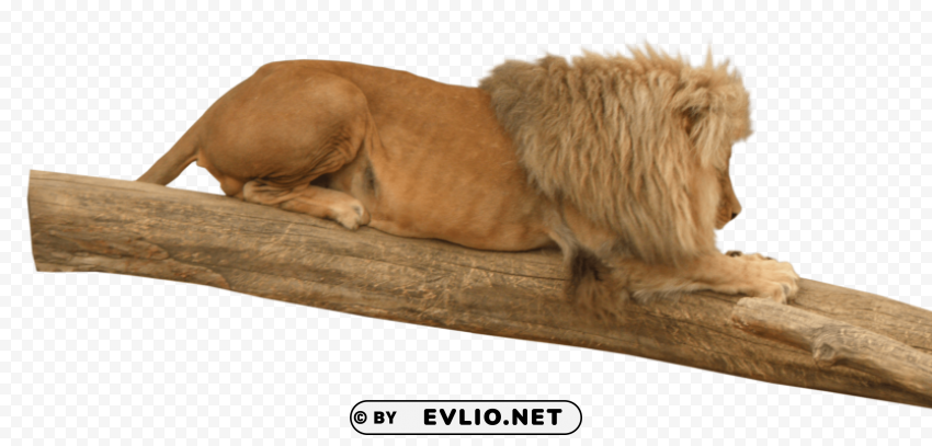 lion animal PNG Image Isolated with Transparency