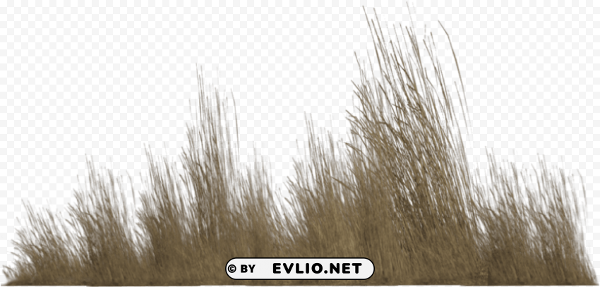 transparent tall grass HighResolution Isolated PNG with Transparency