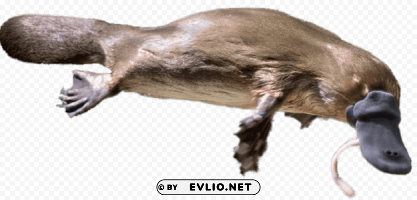 platypus eating a worm PNG for presentations png images background - Image ID e3034ab0