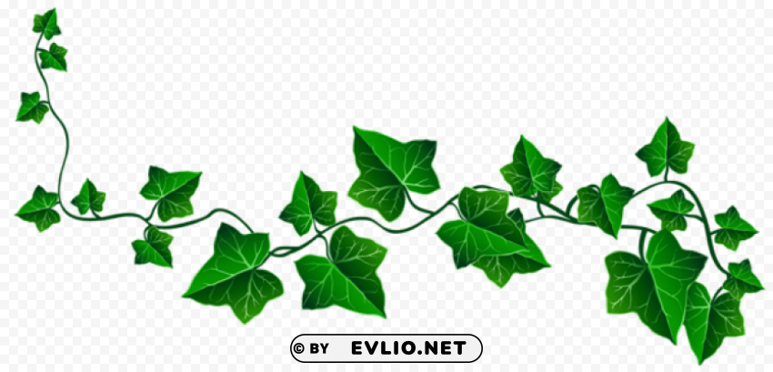 vine ivy decorationpicture Isolated Item in HighQuality Transparent PNG