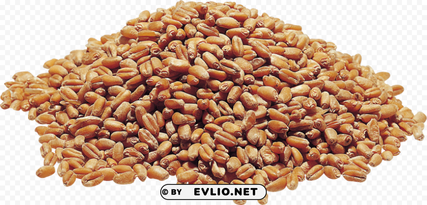Wheat PNG Image with Transparent Isolated Graphic
