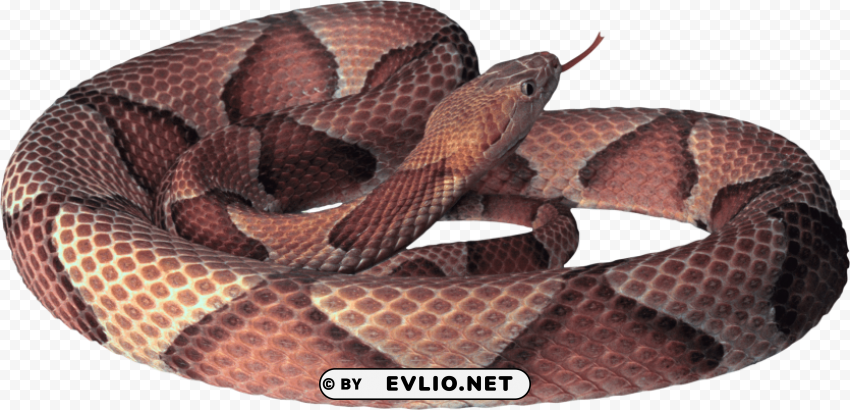 red gold snake Isolated Subject in Transparent PNG
