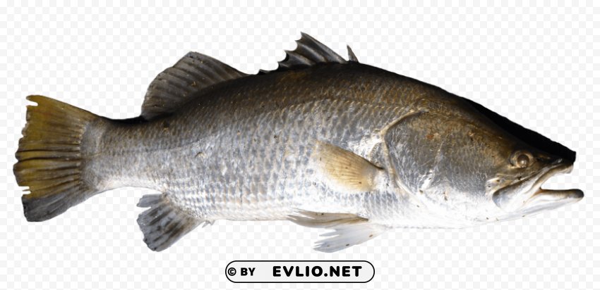 Fish Isolated Graphic On Clear Background PNG