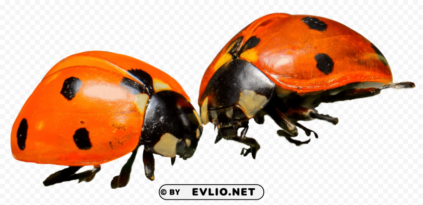 Ladybug HighResolution Isolated PNG Image