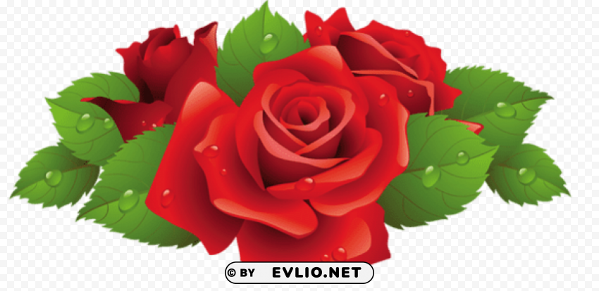 beautiful red rose Free PNG images with transparent layers compilation