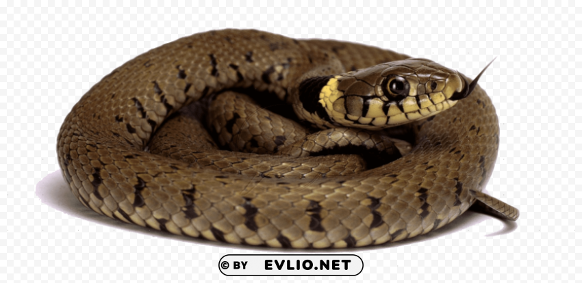 python free s HighQuality Transparent PNG Isolated Element Detail