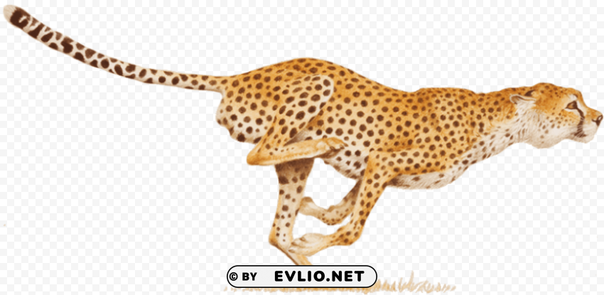 cheetah PNG files with transparent backdrop complete bundle