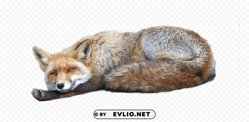 Fox - High-Quality Transparent Image - ID d931600a Isolated Character on HighResolution PNG