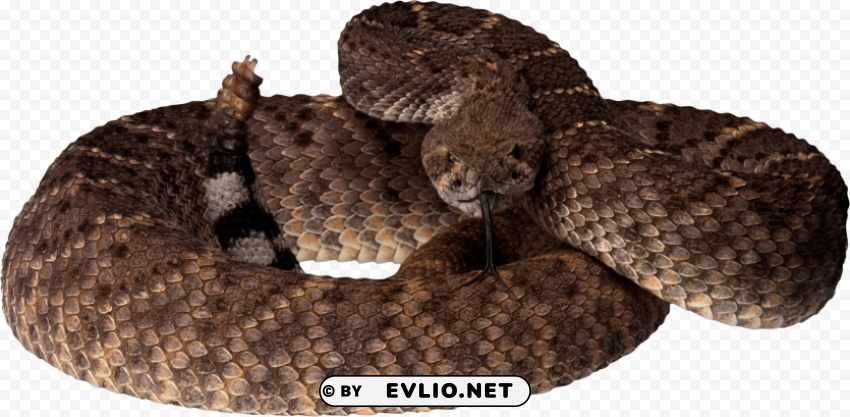 brown snake PNG files with clear background variety