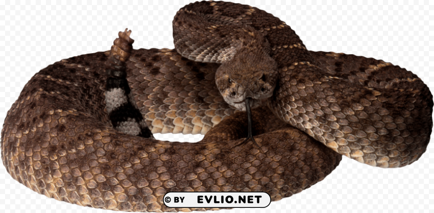 Brown Snake PNG Files With Clear Background Variety