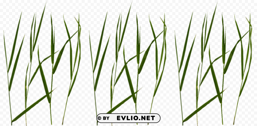 grass blade texture Isolated Design Element on PNG